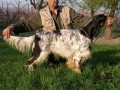 Setter Anglais LOTHAR DEI LADERCHI Setter Anglais LOTHAR DEI LADERCHI